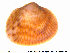  ( - NOLI33)  @11 [ ] CreativeCommons - Attribution Share-Alike (2015) NTNU University Museum, Department of Natural History NTNU University Museum, Department of Natural History