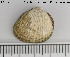 ( - NOLI34)  @12 [ ] CreativeCommons - Attribution Share-Alike (2015) NTNU University Museum, Department of Natural History NTNU University Museum, Department of Natural History