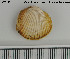  ( - NOLI35)  @12 [ ] CreativeCommons - Attribution Share-Alike (2015) NTNU University Museum, Department of Natural History NTNU University Museum, Department of Natural History