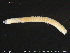  ( - CE29254)  @11 [ ] Creative Commons  Attribution Non-Commercial Share-Alike (2017) NTNU University Museum, Department of Natural History NTNU University Museum, Department of Natural History