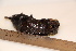  ( - TROM_2282)  @11 [ ] CreativeCommons - Attribution Non-Commercial Share-Alike (2016) Unspecified Tromsø University Museum