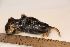  ( - TROM_2282)  @11 [ ] CreativeCommons - Attribution Non-Commercial Share-Alike (2016) Unspecified Tromsø University Museum