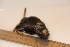 ( - TROM_2283)  @11 [ ] CreativeCommons - Attribution Non-Commercial Share-Alike (2016) Unspecified Tromsø University Museum