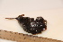  ( - TROM_2284)  @11 [ ] CreativeCommons - Attribution Non-Commercial Share-Alike (2016) Unspecified Tromsø University Museum