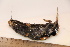  ( - TROM_2285)  @11 [ ] CreativeCommons - Attribution Non-Commercial Share-Alike (2016) Unspecified Tromsø University Museum
