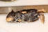  ( - TROM_2290)  @11 [ ] CreativeCommons - Attribution Non-Commercial Share-Alike (2016) Unspecified Tromsø University Museum