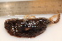  ( - TROM_2291)  @11 [ ] CreativeCommons - Attribution Non-Commercial Share-Alike (2016) Unspecified Tromsø University Museum