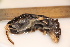  ( - TROM_1924)  @11 [ ] CreativeCommons - Attribution Non-Commercial Share-Alike (2016) Unspecified Tromsø University Museum