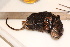  ( - TROM_2200)  @11 [ ] CreativeCommons - Attribution Non-Commercial Share-Alike (2016) Unspecified Tromsø University Museum