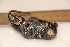  ( - TROM_2288)  @11 [ ] CreativeCommons - Attribution Non-Commercial Share-Alike (2016) Unspecified Tromsø University Museum