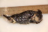  ( - TROM_2289)  @11 [ ] CreativeCommons - Attribution Non-Commercial Share-Alike (2016) Unspecified Tromsø University Museum