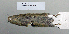  (Microtus arvalis - NOMAM-056)  @13 [ ] Unspecified (default): All Rights Reserved  Unspecified Unspecified