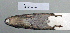  (Mus musculus - NOMAM-067)  @13 [ ] Unspecified (default): All Rights Reserved  Unspecified Unspecified