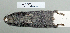  (Myodes rufocanus - NOMAM-046)  @13 [ ] Unspecified (default): All Rights Reserved  Unspecified Unspecified