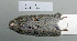  (Myodes rutilus - NOMAM-041)  @13 [ ] Unspecified (default): All Rights Reserved  Unspecified Unspecified