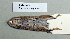  (Apodemus agrarius - NOMAM-066)  @13 [ ] Unspecified (default): All Rights Reserved  Unspecified Unspecified