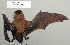  (Nyctalus - NOMAM-028)  @13 [ ] Unspecified (default): All Rights Reserved  Unspecified Unspecified