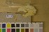  ( - NHMO-DMA-418)  @11 [ ] CreativeCommons - Attribution Non-Commercial Share-Alike (2017) Unspecified University of Oslo, Natural History Museum