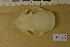  ( - NHMO-DMA-418)  @11 [ ] CreativeCommons - Attribution Non-Commercial Share-Alike (2017) Unspecified University of Oslo, Natural History Museum