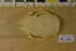  ( - NHMO-DMA-421)  @11 [ ] CreativeCommons - Attribution Non-Commercial Share-Alike (2017) Unspecified University of Oslo, Natural History Museum