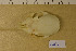  ( - NHMO-DMA-414)  @11 [ ] CreativeCommons - Attribution Non-Commercial Share-Alike (2017) Unspecified University of Oslo, Natural History Museum