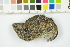  (Microtus agrestis - NHMO-DMA-851)  @11 [ ] CreativeCommons - Attribution Non-Commercial Share-Alike (2018) Unspecified University of Oslo, Natural History Museum