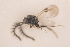  (Dendrocerus ergensis - NOCER-2)  @11 [ ] CC-NC-SA (2020) Arnstein Staverlokk Norwegian Institute of Nature Research