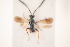  ( - NOCER-32)  @11 [ ] CC-NC-SA (2020) Arnstein Staverlokk Norwegian Institute of Nature Research
