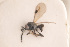  ( - NOCER-4)  @11 [ ] CC-NC-SA (2020) Arnstein Staverlokk Norwegian Institute of Nature Research
