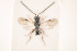  (Conostigmus laticeps - NOCER-66)  @11 [ ] CC-NC-SA (2020) Arnstein Staverlokk Norwegian Institute of Nature Research