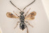  ( - NOCER-85)  @11 [ ] CC-NC-SA (2020) Arnstein Staverlokk Norwegian Institute of Nature Research