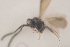  ( - NOCER-116)  @11 [ ] CC-NC-SA (2021) Arnstein Staverlokk Norwegian Institute of Nature Research