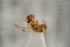  ( - NOCER-217)  @11 [ ] CC-NC-SA (2021) Arnstein Staverlokk Norwegian Institute of Nature Research