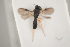  ( - NOCER-233)  @11 [ ] CC-NC-SA (2021) Arnstein Staverlokk Norwegian Institute of Nature Research