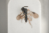  ( - NOCER-234)  @11 [ ] CC-NC-SA (2021) Arnstein Staverlokk Norwegian Institute of Nature Research