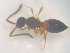  ( - NOCER-535)  @11 [ ] CC-NC-SA (2022) Arnstein Staverlokk Norwegian Institute of Nature Research