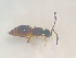  (Conostigmus rufipes - NOCER-538)  @11 [ ] CC-NC-SA (2022) Arnstein Staverlokk Norwegian Institute of Nature Research