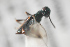  ( - NOCER-622)  @11 [ ] CC-NC-SA (2022) Arnstein Staverlokk Norwegian Institute of Nature Research