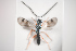  (Trigonoderus cyanescens - NOCER-627)  @11 [ ] CC-NC-SA (2022) Arnstein Staverlokk Norwegian Institute of Nature Research