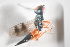  ( - NOCER-630)  @11 [ ] CC-NC-SA (2022) Arnstein Staverlokk Norwegian Institute of Nature Research