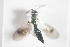  ( - NOCER-631)  @11 [ ] CC-NC-SA (2022) Arnstein Staverlokk Norwegian Institute of Nature Research