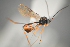 (Hybrizon pilialatus - NOCER-198)  @11 [ ] CC-NC-SA (2021) Arnstein Staverlokk Norwegian Institute of Nature Research
