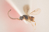  (Conostigmus innotatus - NOCER-184)  @11 [ ] CC-NC-SA (2021) Arnstein Staverlokk Norwegian Institute of Nature Research