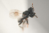  ( - NOCER-280)  @11 [ ] CC-NC-SA (2021) Arnstein Staverlokk Norwegian Institute of Nature Research