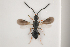  (Conostigmus formiceti - NOCER-281)  @11 [ ] CC-NC-SA (2021) Arnstein Staverlokk Norwegian Institute of Nature Research