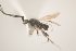  ( - NOCER-190)  @11 [ ] CC-NC-SA (2021) Arnstein Staverlokk Norwegian Institute of Nature Research
