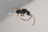  ( - NOCER-291)  @11 [ ] CC-NC-SA (2021) Arnstein Staverlokk Norwegian Institute of Nature Research