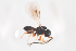  ( - NOCER-384)  @11 [ ] CC-NC-SA (2021) Arnstein Staverlokk Norwegian Institute of Nature Research