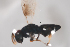  ( - NOCER-460)  @11 [ ] CC-NC-SA (2021) Arnstein Staverlokk Norwegian Institute of Nature Research