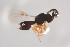  ( - NOCER-467)  @11 [ ] CC-NC-SA (2021) Arnstein Staverlokk Norwegian Institute of Nature Research